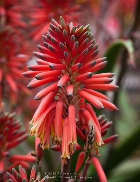 Aloe Nyeriensis Aloe Nyeriensis © 2013 Patty Hankins