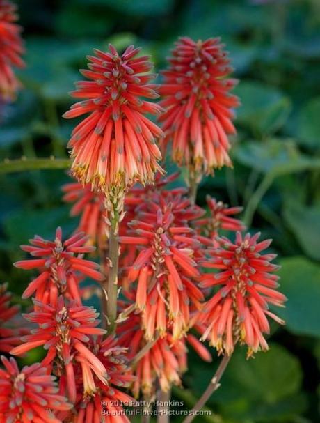 Aloe Nyeriensis Aloe Nyeriensis © 2013 Patty Hankins