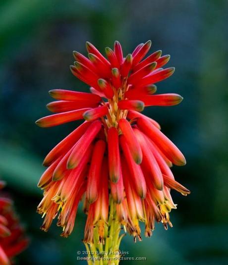 Aloe Nyeriensis Aloe Nyeriensis © 2013 Patty Hankins