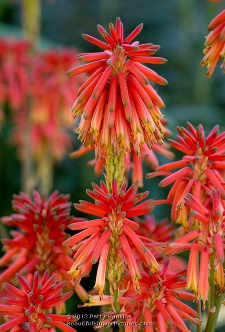 Aloe Nyeriensis Aloe Nyeriensis © 2013 Patty Hankins
