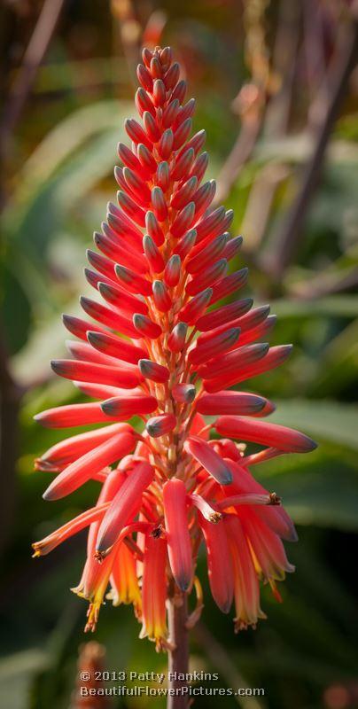 Aloe Nyeriensis Aloe Nyeriensis © 2013 Patty Hankins