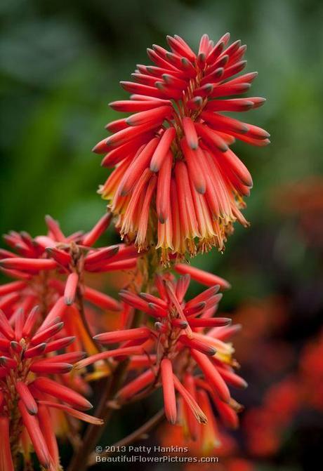 Aloe Nyeriensis Aloe Nyeriensis © 2013 Patty Hankins