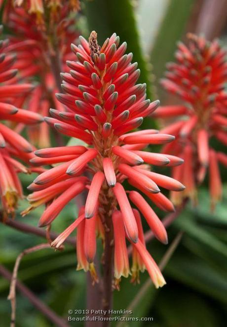 Aloe Nyeriensis Aloe Nyeriensis © 2013 Patty Hankins