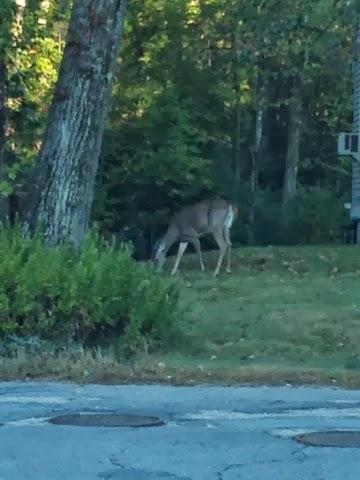 Our Morning Encounter