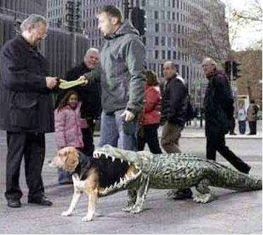 alligator_dog