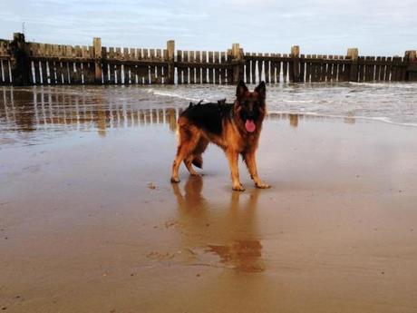 german shepherd alsation dog on norfolk beach summer 2013