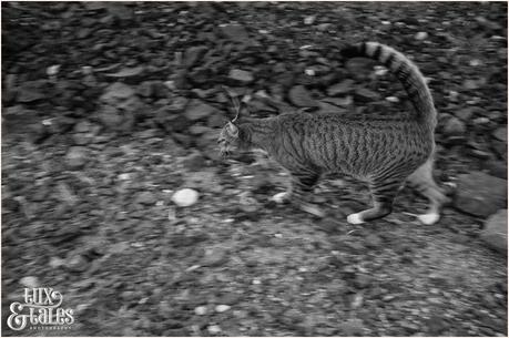 Tabby Cat walking over vlocanic desert in Lanzarote