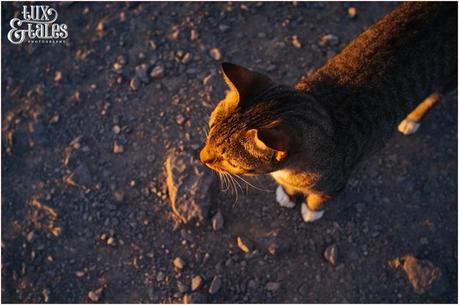 Cat watching sunrise in Lanzarote