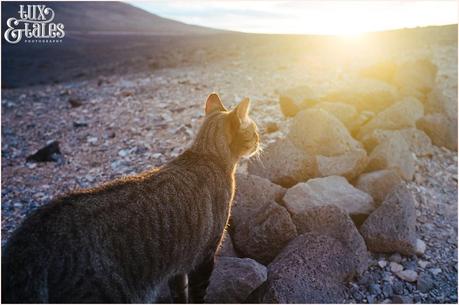 Cat watches sun rise in Lanzarote