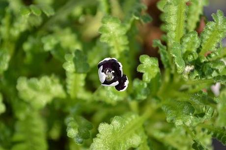 First Black-Eyed Penny Bloom