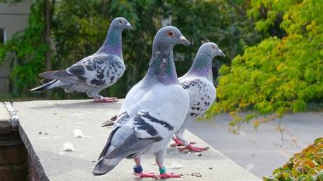 RISD-Pigeon-Club-in-Providence,RI