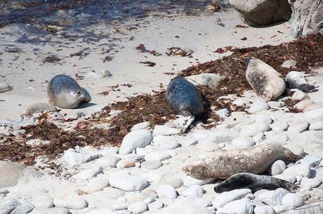 california 2013-31