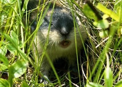 Do Lemmings Really Run Off Cliffs To Their Death?