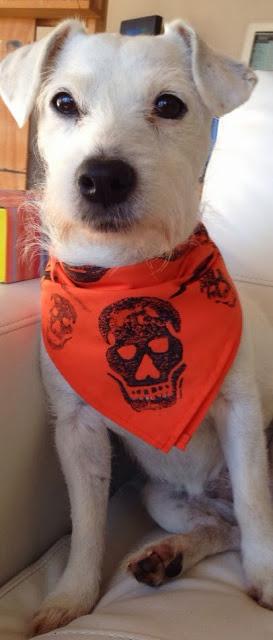 Fun Finds Friday - Halloween Bandanas