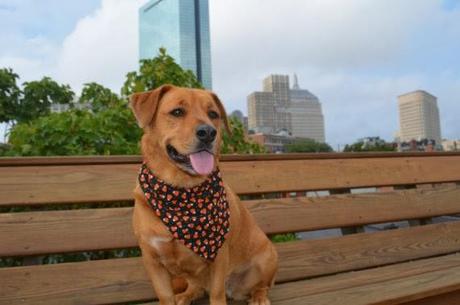 Fun Finds Friday - Halloween Bandanas