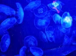 Sweden Nuclear Reactor Shut Down By Jellyfish  (Video)