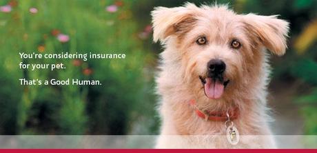 pet insurance