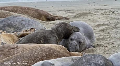 elephant seals, rookery, Piedras Blancas, San Simeon, California, nature,