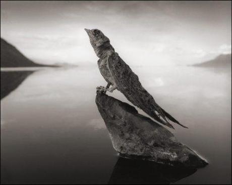 killer-lake-bird-statues-4