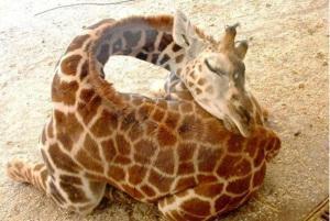 baby-giraffe-sleeping-2