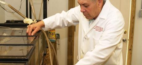 UGA Skidaway Institute professor Richard Lee works with the tanks containing crabs and grass shrimp. (Credit: Skidaway Institute of Oceanography)