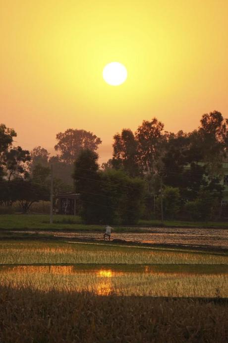 Rice fields in India