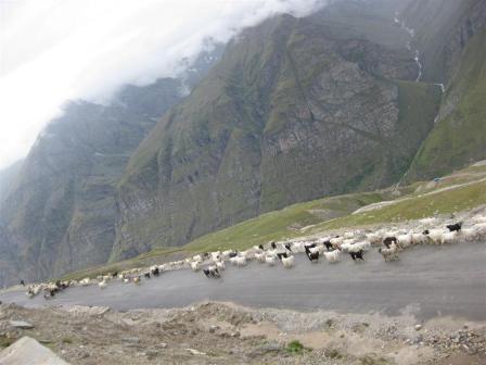 Goaties on their way up as we hurtle down the 20km descent on the other side.