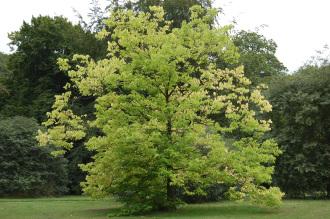 Celtis occidentalis Autumn (21/09/2013, Kew Gardens, London)