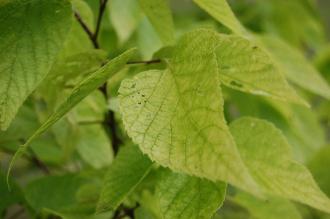 Celtis occidentalis Autumn Leaf (21/09/2013, Kew Gardens, London)