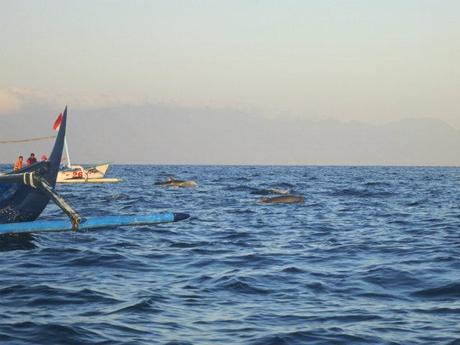 dolphins watch lovina bali