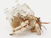 Inomata Hermit Crabs
