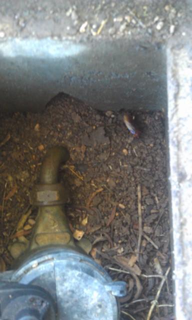 probestpestmanagementIMAG0841