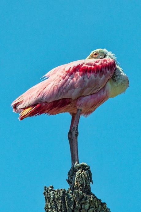 Spoonbill-Resting-on-Old-Post