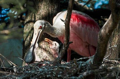 Rosetta-Spoonbill-with-Chick-in-Nest