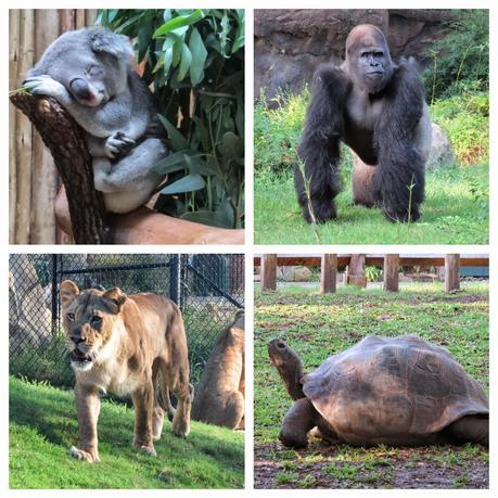 Discover the animal in you at Dallas Zoo