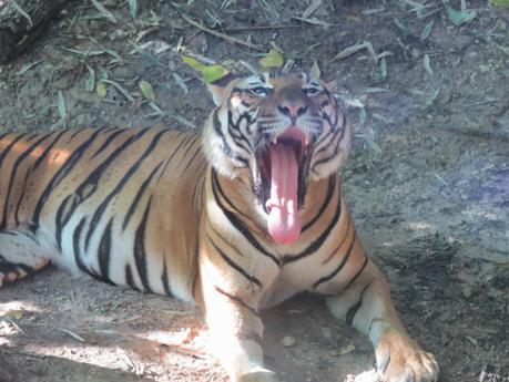 Discover the animal in you at Dallas Zoo