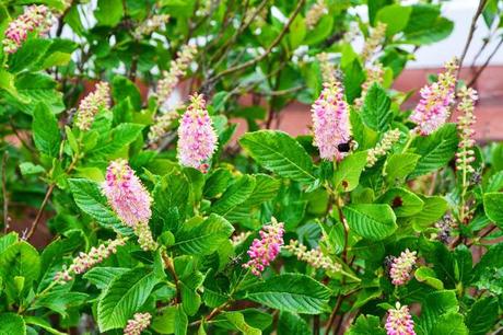 Clethra alnifolia (Summersweet) 'Ruby Spice'