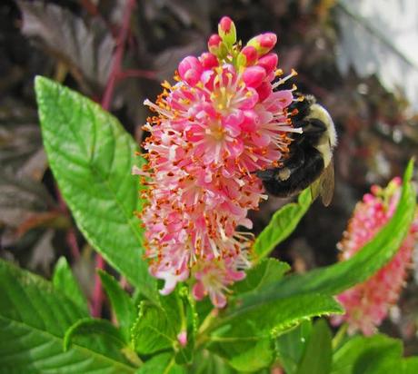 Clethra alnifolia (Summersweet) 'Ruby Spice'