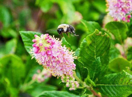 Clethra alnifolia (Summersweet) 'Ruby Spice'