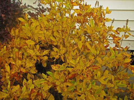 Clethra alnifolia (Summersweet) 'Ruby Spice'