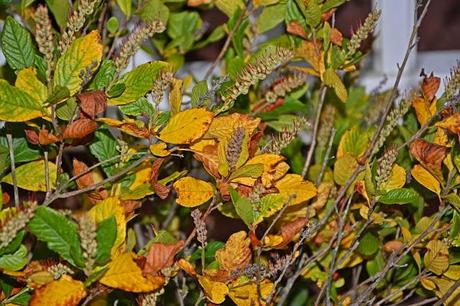 Clethra alnifolia (Summersweet) 'Ruby Spice'