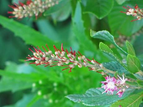 Clethra alnifolia (Summersweet) 'Ruby Spice'