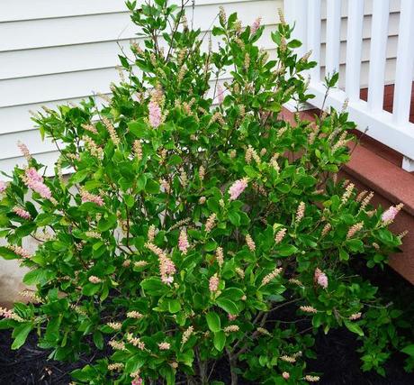 Clethra alnifolia (Summersweet) 'Ruby Spice'