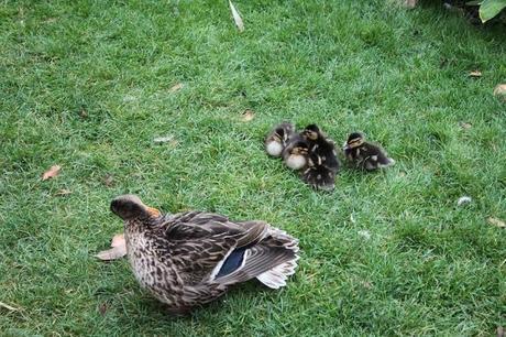 In and Around London... Some More Birds