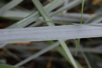 Leymus arenarius Leaf (21/09/2013, Kew Gardens, London)