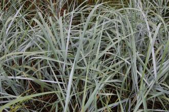 Leymus arenarius (21/09/2013, Kew Gardens, London)