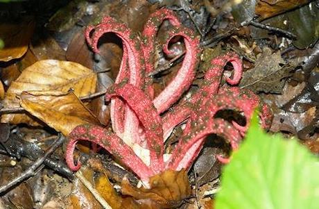 The Incredible Fungus That Looks Like An Octopus