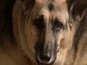 Triggers Home Security System, Saves Owner’s Life