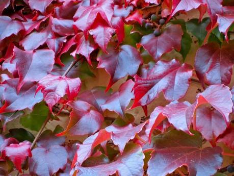 Growing Ivy