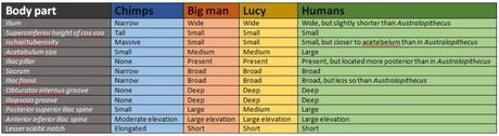 Incomplete list of anatomical traits of chimps, BM, Lucy and humans. Taken from the supplementary information of An early Australopithecus afarensis postcranium from Woranso-Mille, Ethiopia